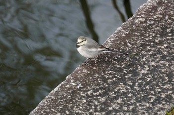 White Wagtail Osaka castle park Thu, 1/6/2022