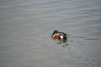 Northern Shoveler Osaka castle park Thu, 1/6/2022