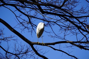 Little Egret 大阪府 Sat, 1/8/2022