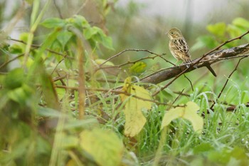 Chestnut-eared Bunting 多摩川 Unknown Date