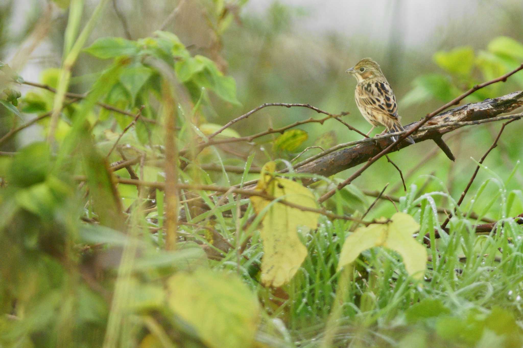 Photo of Chestnut-eared Bunting at 多摩川 by bea