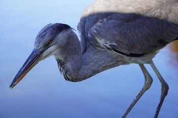 Grey Heron 大阪府 Sat, 1/8/2022