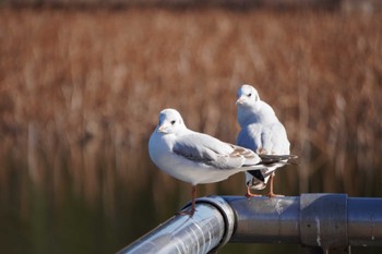 Sat, 1/8/2022 Birding report at 大阪府