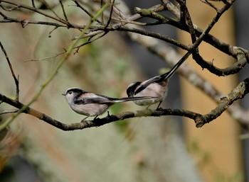 Long-tailed Tit 東京都立桜ヶ丘公園(聖蹟桜ヶ丘) Fri, 10/21/2022