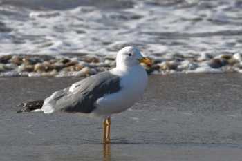 タイミルセグロカモメ 千里浜(石川県羽咋市) 2022年10月24日(月)