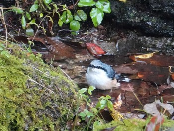 ゴジュウカラ 西湖野鳥の森公園 2022年10月24日(月)