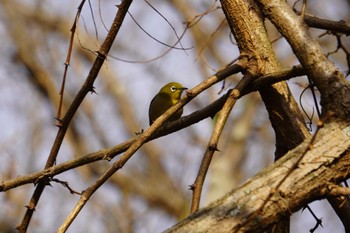 Warbling White-eye 淡路島 Wed, 12/29/2021