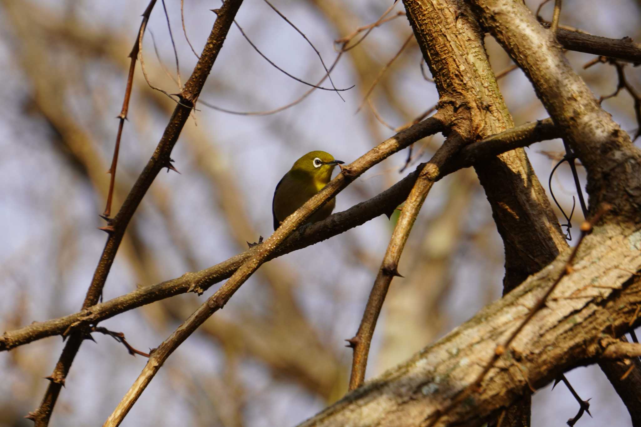 Warbling White-eye