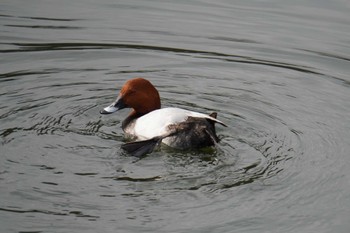 Common Pochard Osaka castle park Thu, 1/6/2022