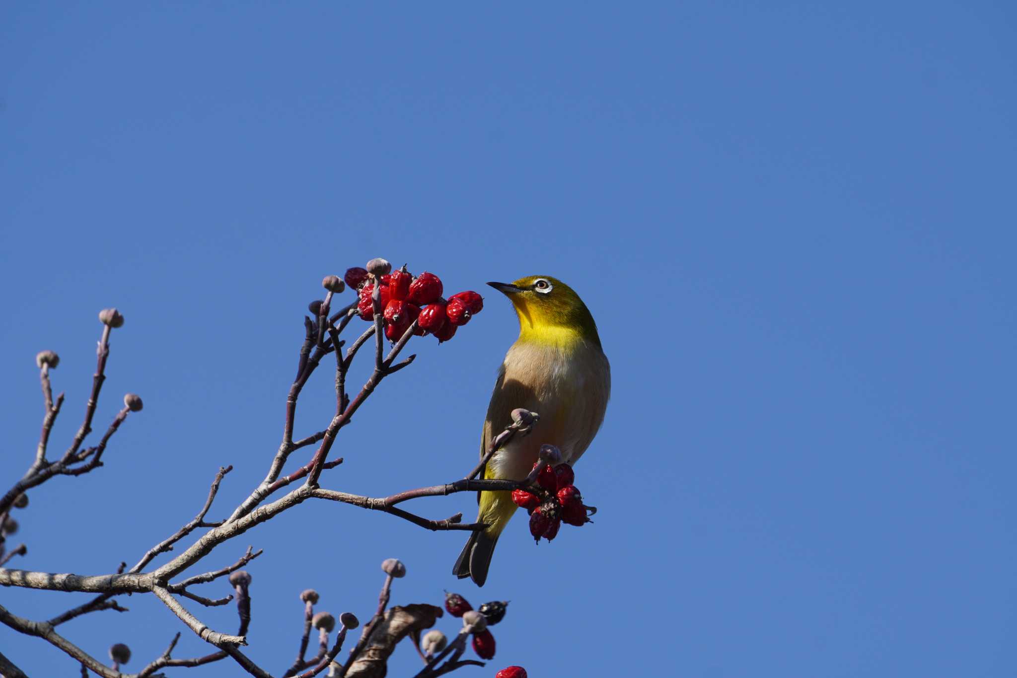 Photo of Warbling White-eye at 大阪府 by jasmine