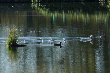 2022年10月19日(水) 江津湖の野鳥観察記録