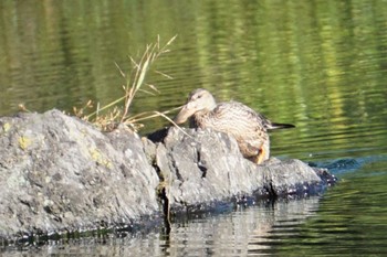 Northern Shoveler 江津湖 Wed, 10/19/2022