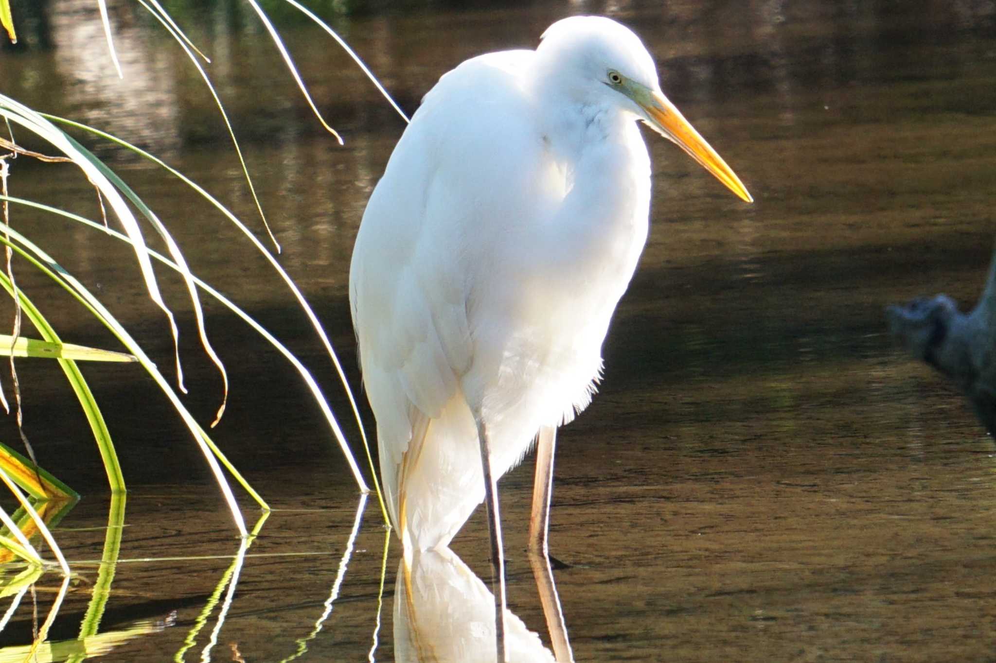 Great Egret