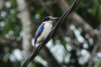 モリショウビン Black Mountain Rd(Kuranda,Australia) 2022年10月1日(土)