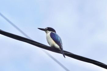 Forest Kingfisher Black Mountain Rd(Kuranda,Australia) Sat, 10/1/2022