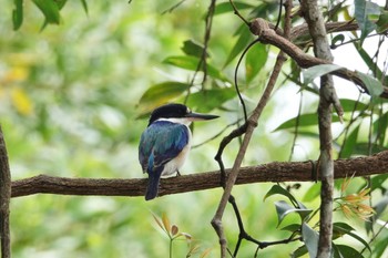 Forest Kingfisher Black Mountain Rd(Kuranda,Australia) Sat, 10/1/2022