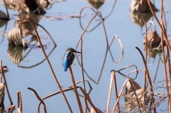 Common Kingfisher 大阪府 Mon, 1/10/2022