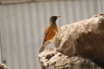 アカハラ 三島 楽寿園 2018年2月10日(土)