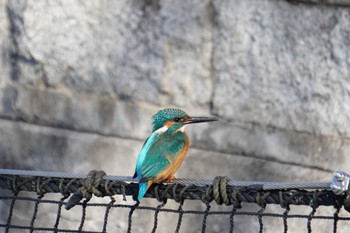 Common Kingfisher 大阪府 Thu, 1/20/2022