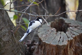 Japanese Tit 大阪府 Thu, 1/20/2022