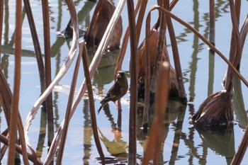 Grey-capped Greenfinch 大阪府 Thu, 1/20/2022