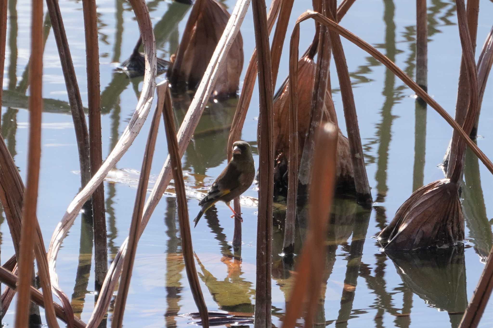 Photo of Grey-capped Greenfinch at 大阪府 by jasmine