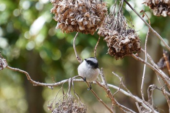 Long-tailed Tit 大阪府 Thu, 1/20/2022