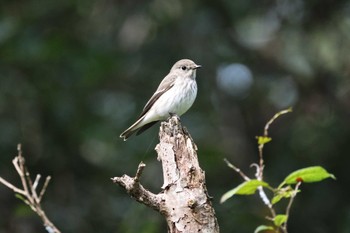 Grey-streaked Flycatcher 四ツ池公園 Sun, 10/23/2022