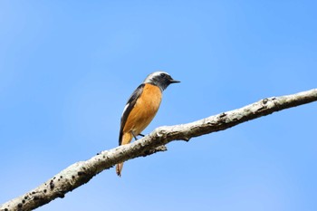 ジョウビタキ 静岡県立森林公園 2022年10月22日(土)