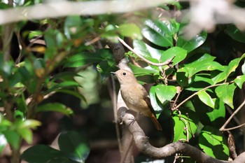 ジョウビタキ 静岡県立森林公園 2022年10月22日(土)