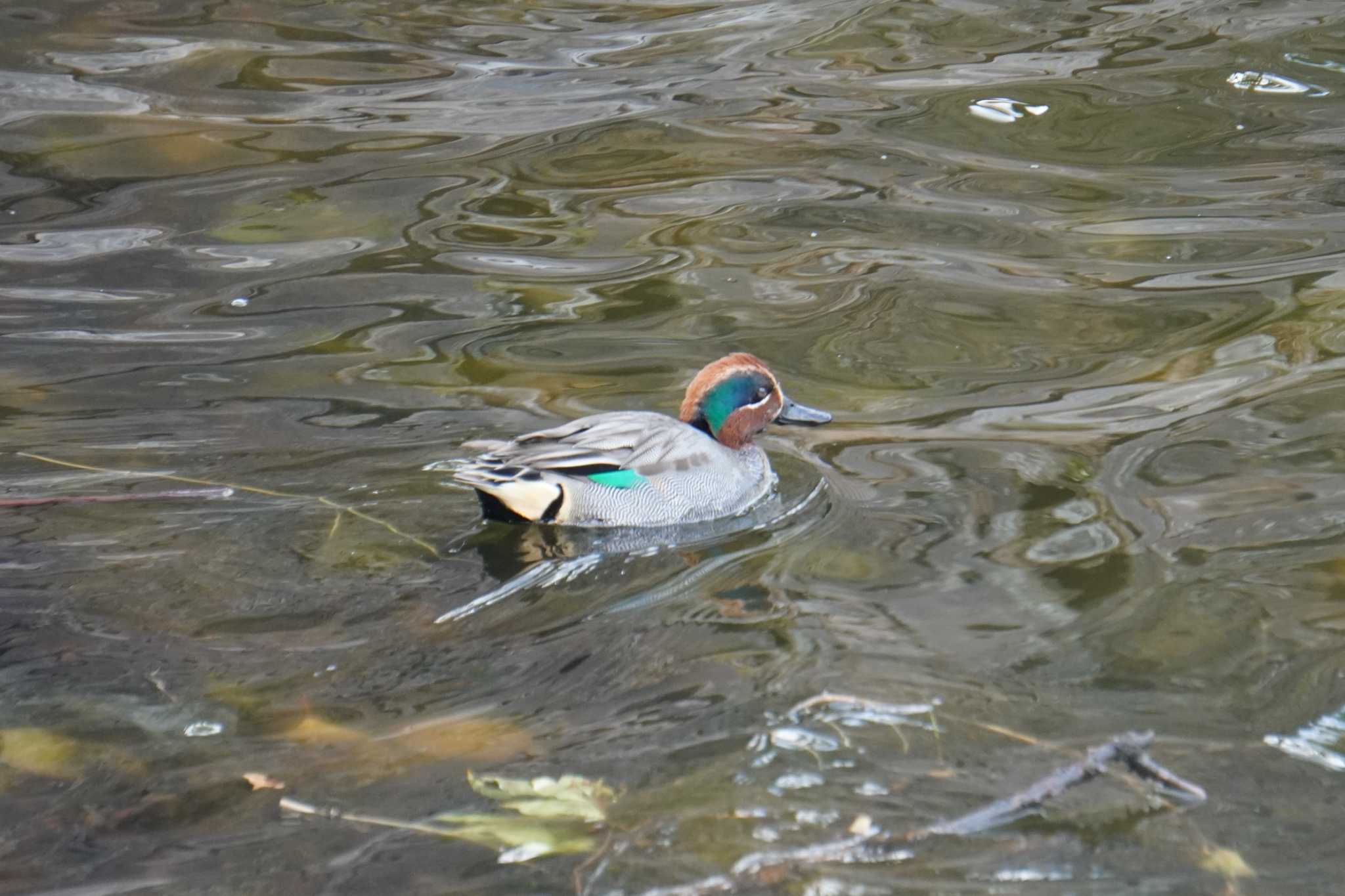 Photo of Eurasian Teal at Osaka castle park by jasmine