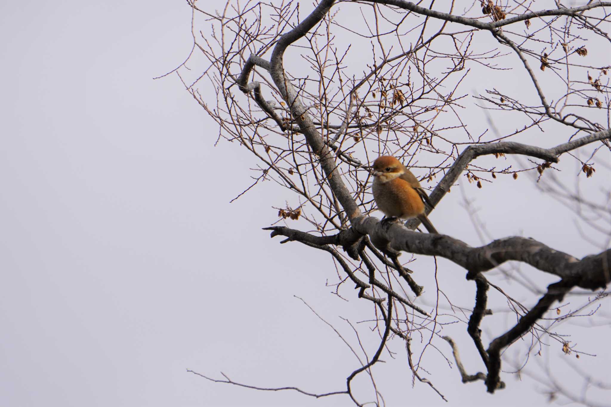 Photo of Bull-headed Shrike at Osaka castle park by jasmine