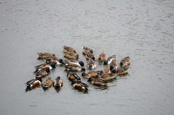 Northern Shoveler Osaka castle park Fri, 1/21/2022