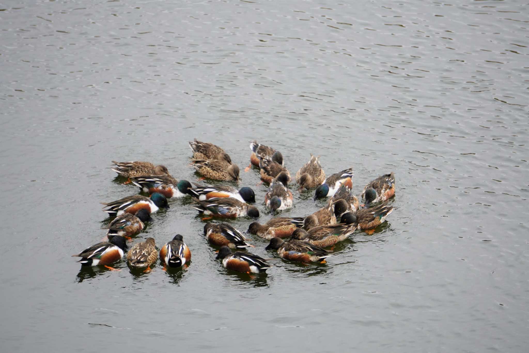 Northern Shoveler