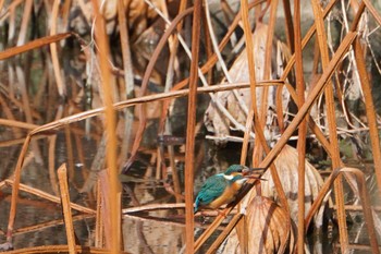 Common Kingfisher 大阪府 Sat, 1/22/2022