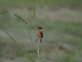 Amur Stonechat 和歌山市 Wed, 10/19/2022