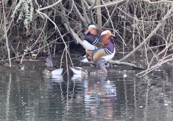 Mandarin Duck Unknown Spots Sat, 10/22/2022