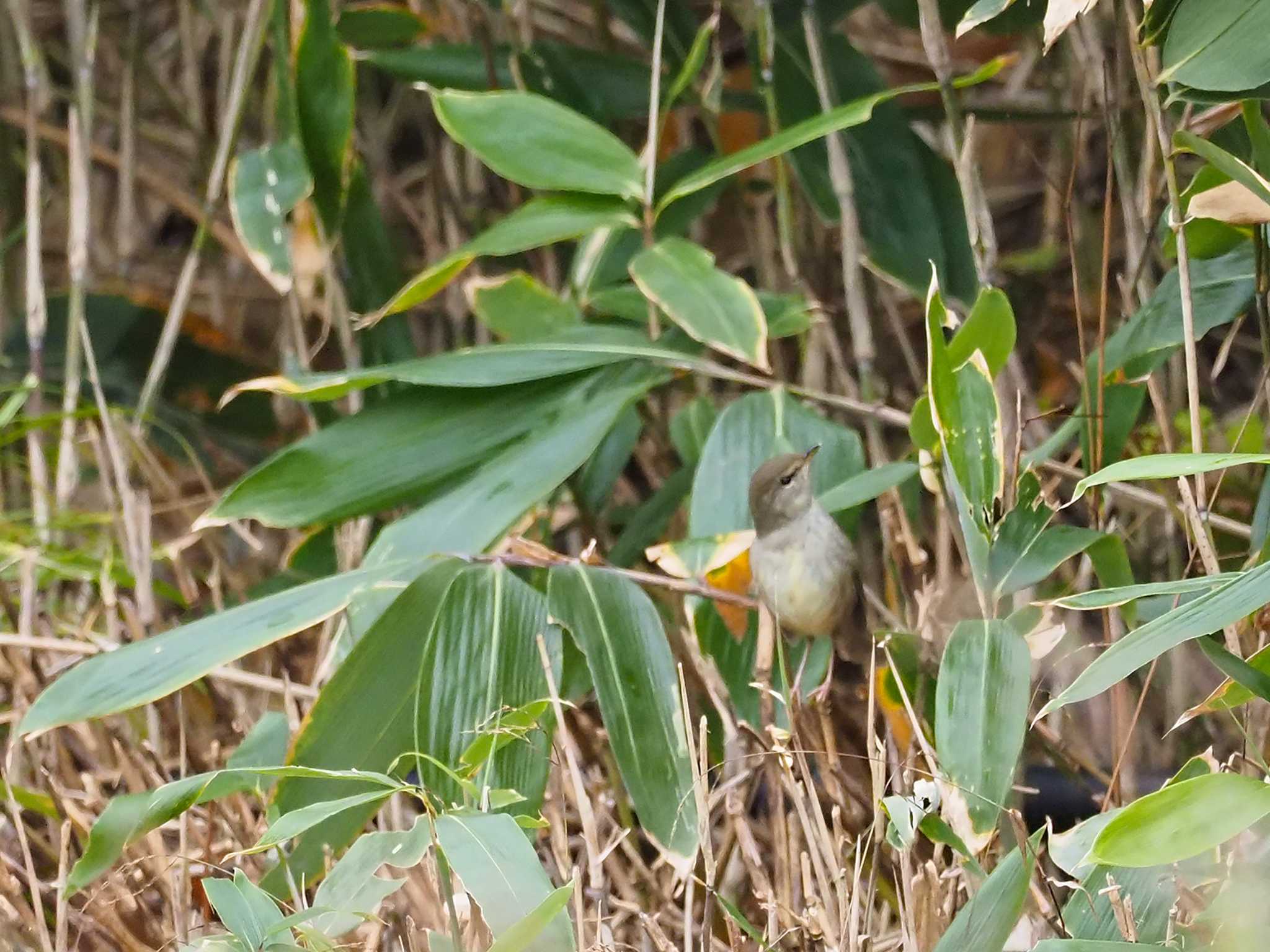 Japanese Bush Warbler