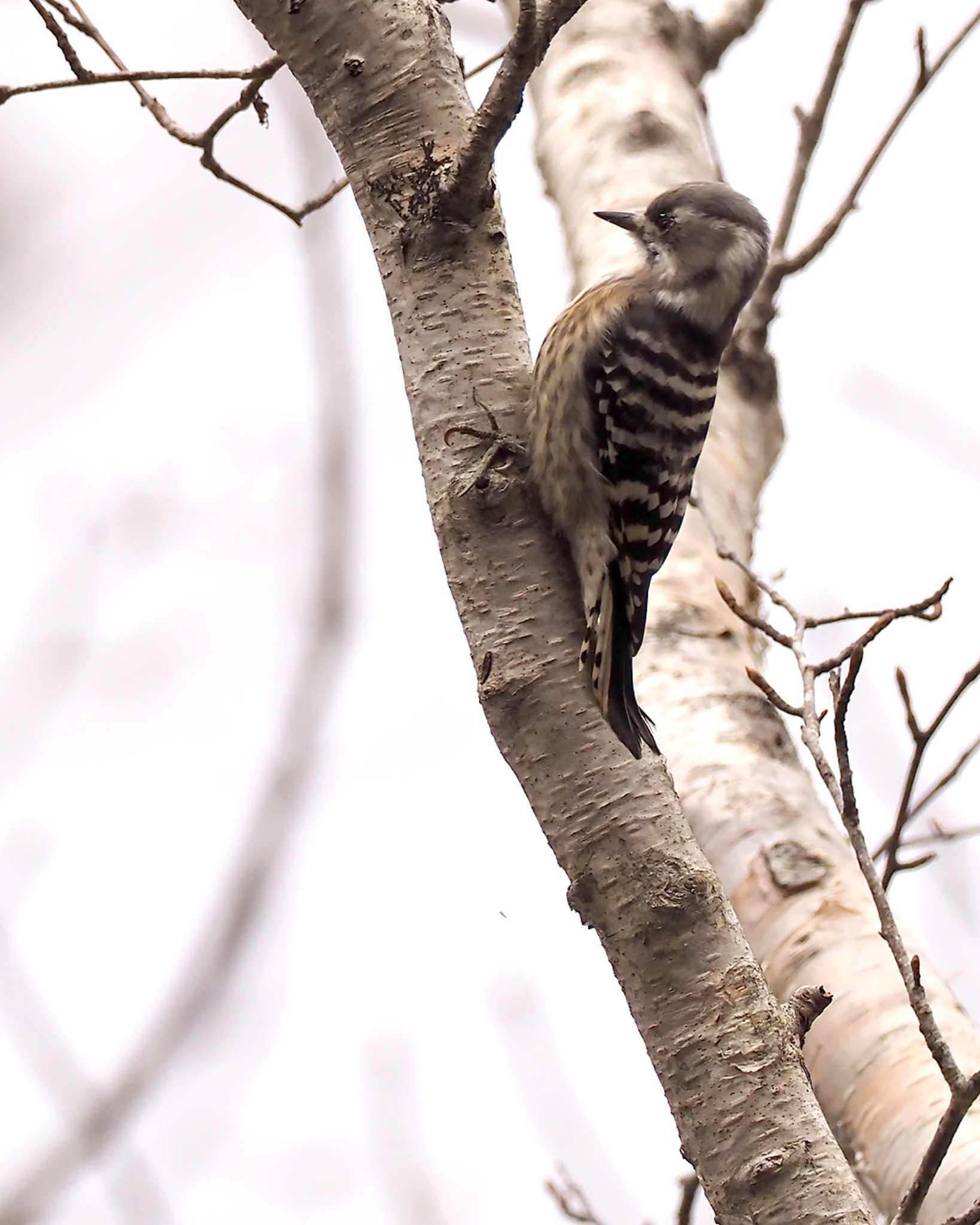 Japanese Pygmy Woodpecker