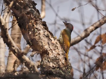 Japanese Green Woodpecker Ozegahara Sun, 10/23/2022