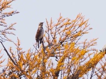 Dusky Thrush Ozegahara Sun, 10/23/2022