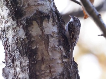 Eurasian Treecreeper Ozegahara Sun, 10/23/2022