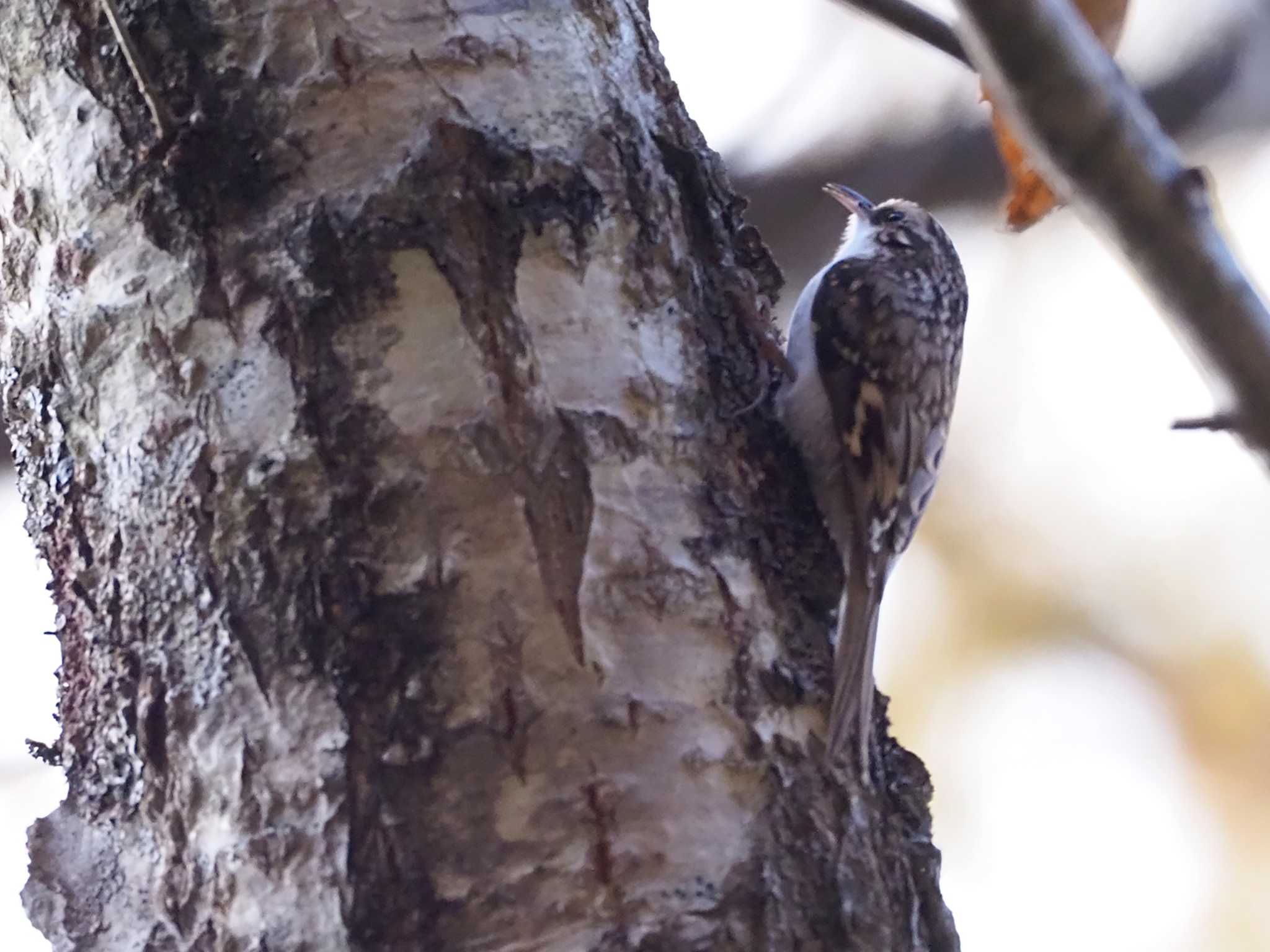 Eurasian Treecreeper