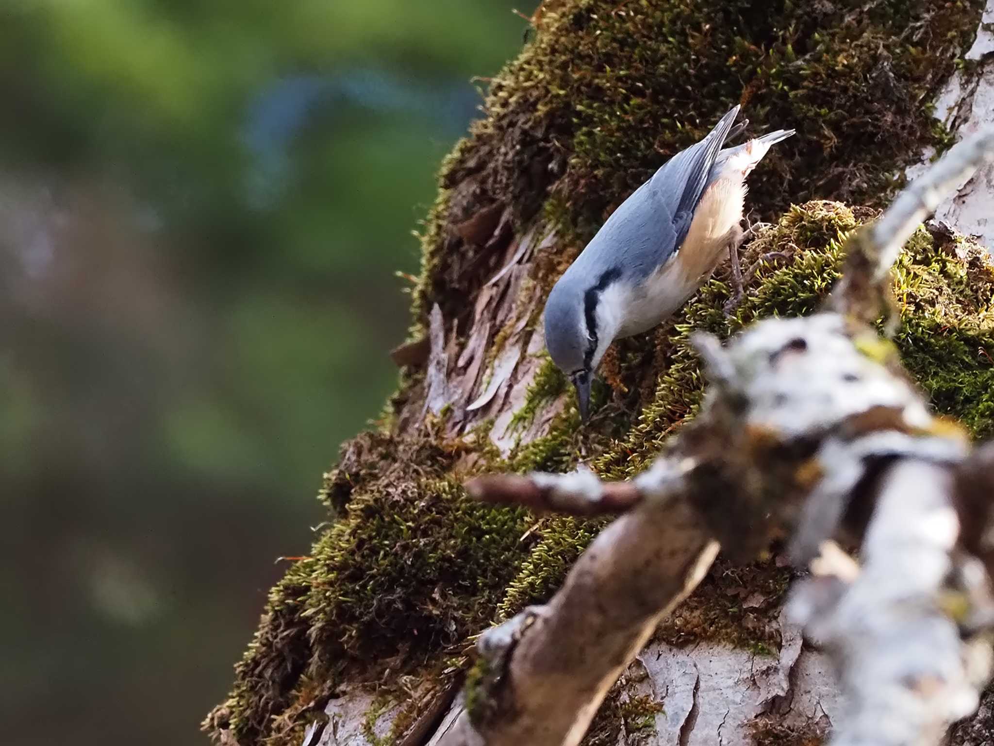 Eurasian Nuthatch