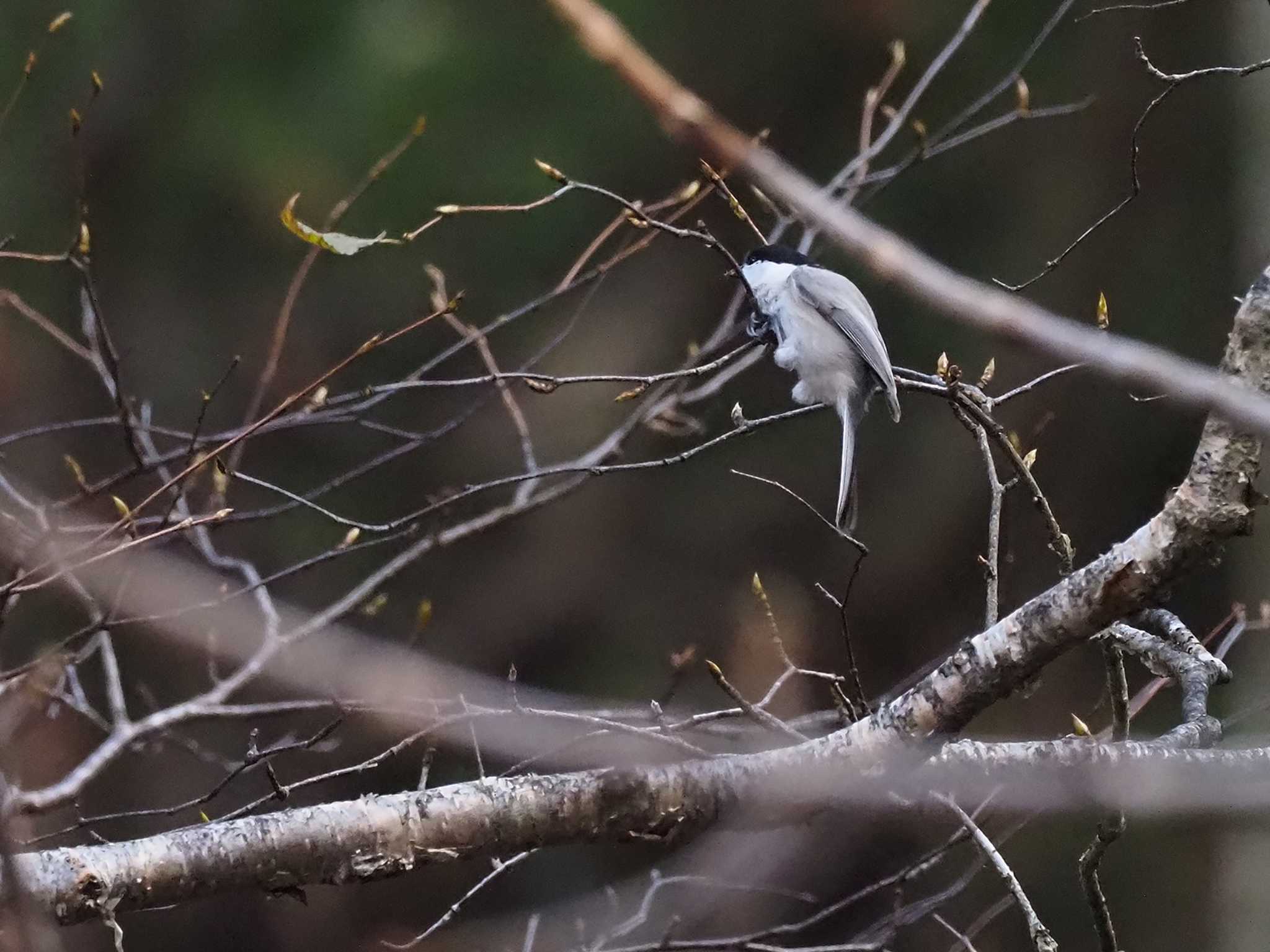 Willow Tit