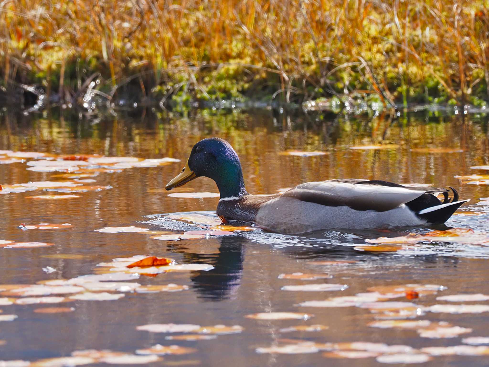 Mallard