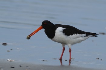 2022年10月22日(土) 波崎海水浴場(茨城県神栖)の野鳥観察記録