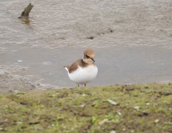 Long-billed Plover Isanuma Mon, 10/24/2022