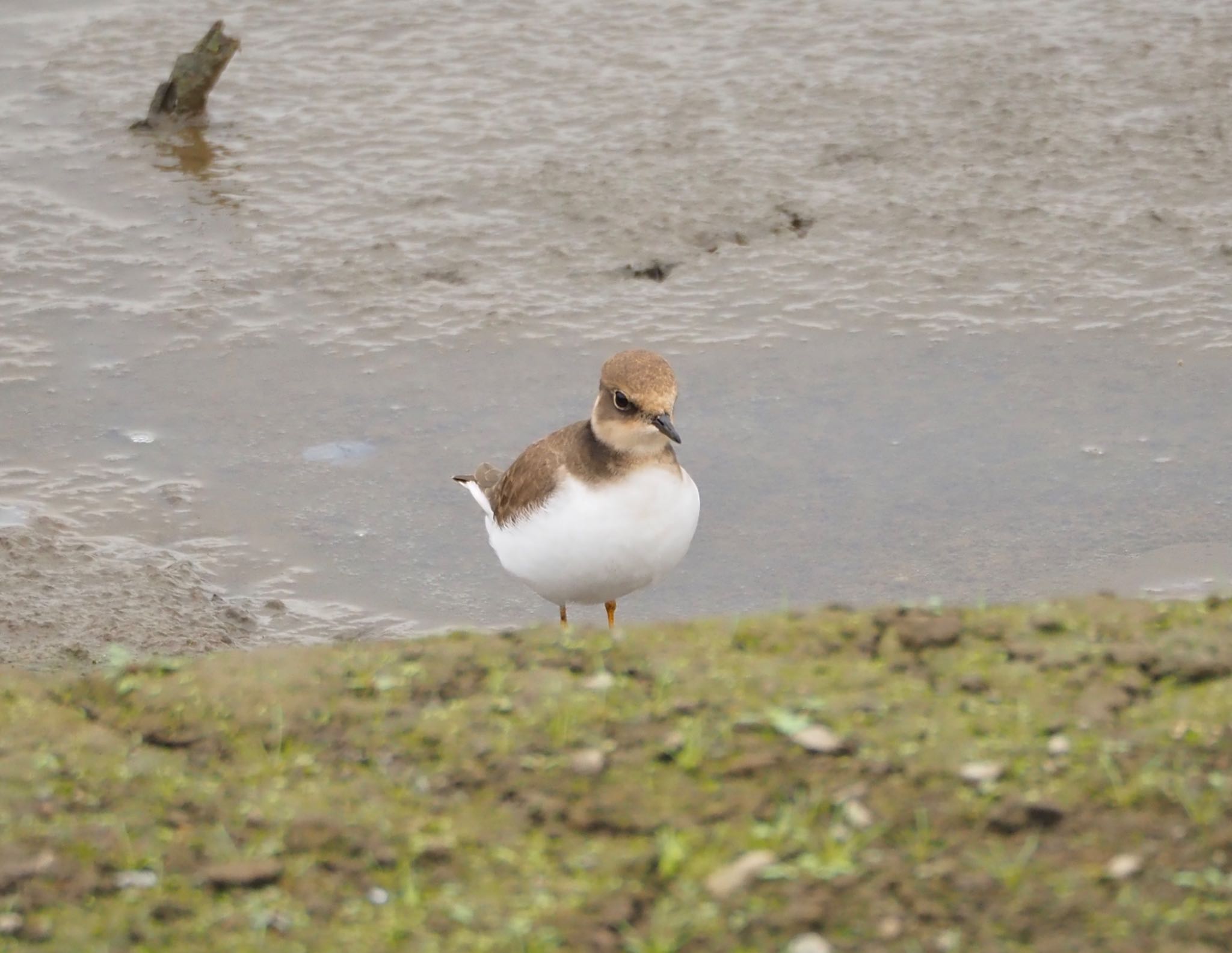 Photo of Long-billed Plover at Isanuma by あん