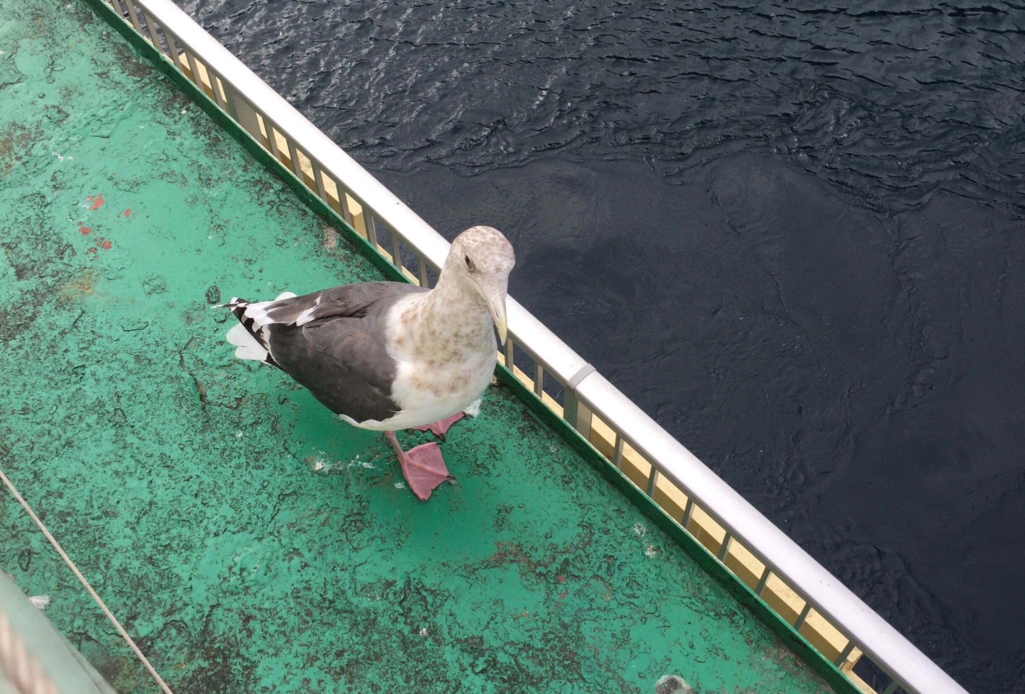 Photo of Slaty-backed Gull at Lake Toya (Toyako) by サンダーバード